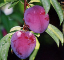 「甘くて美味しい」すももです